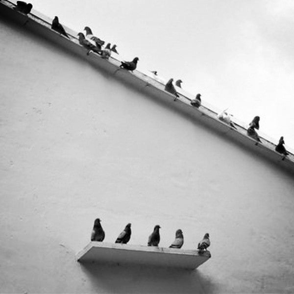  Cuckoo Clock - 'Fatti + in la' Cuckoo Clock (Black) by Progetti - Cuckoo Collections